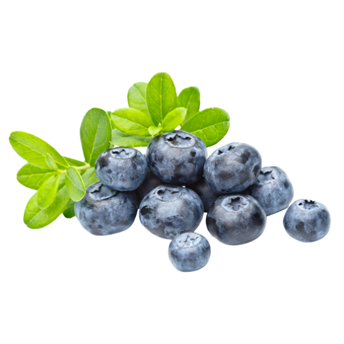 Blackcurrant Extract